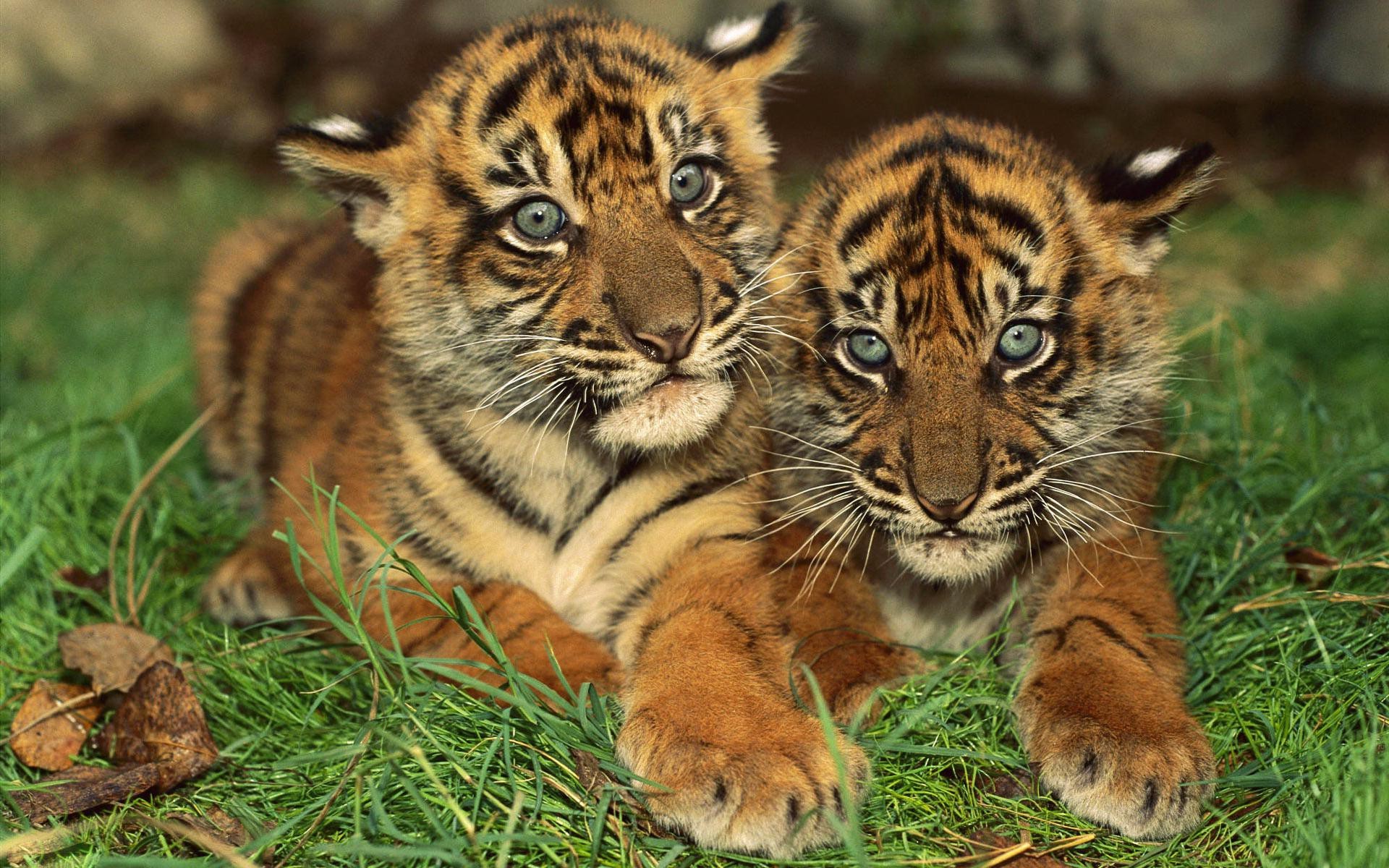 Cute Baby TigersWallpapers