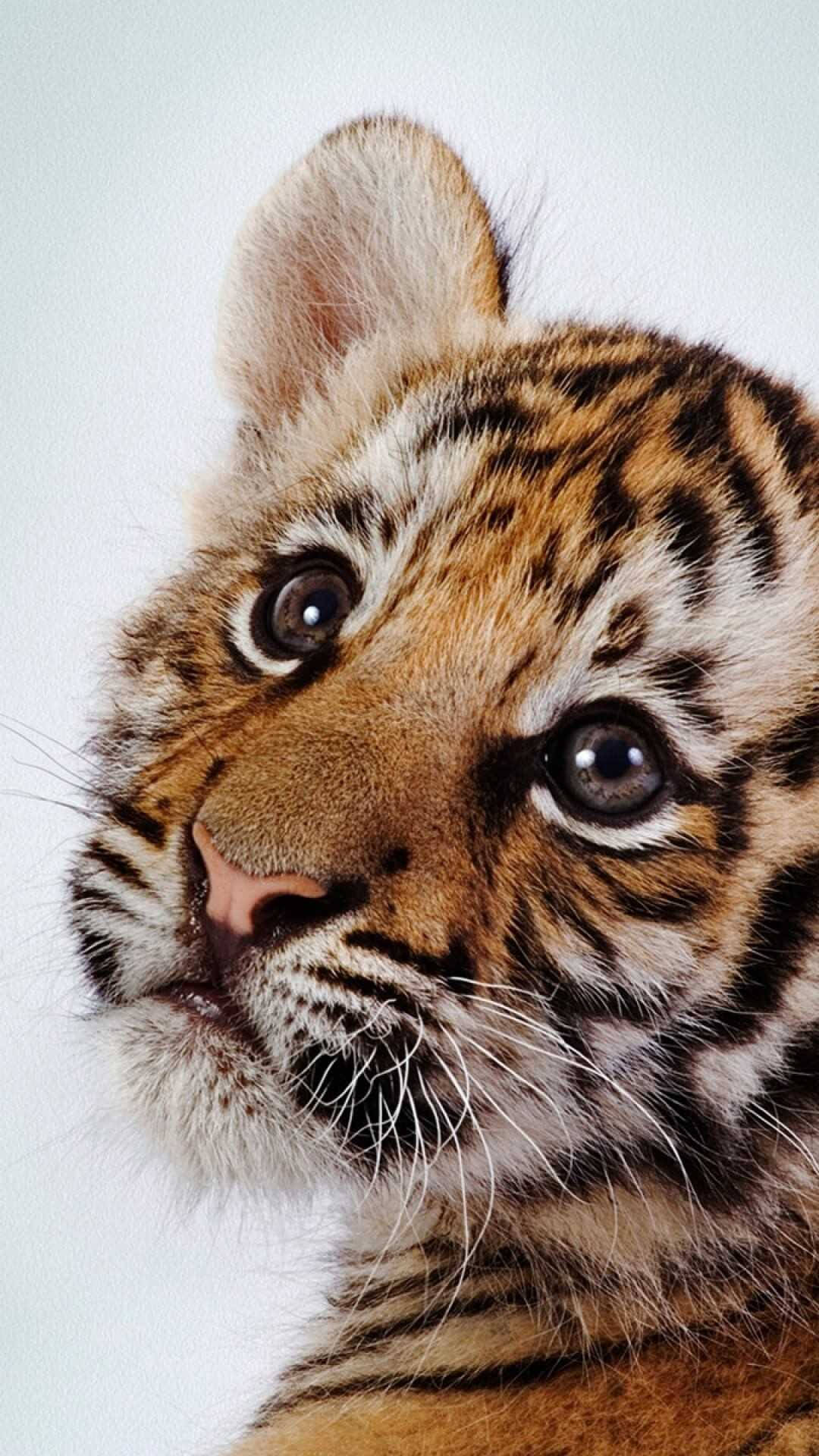 Cute Baby TigersWallpapers