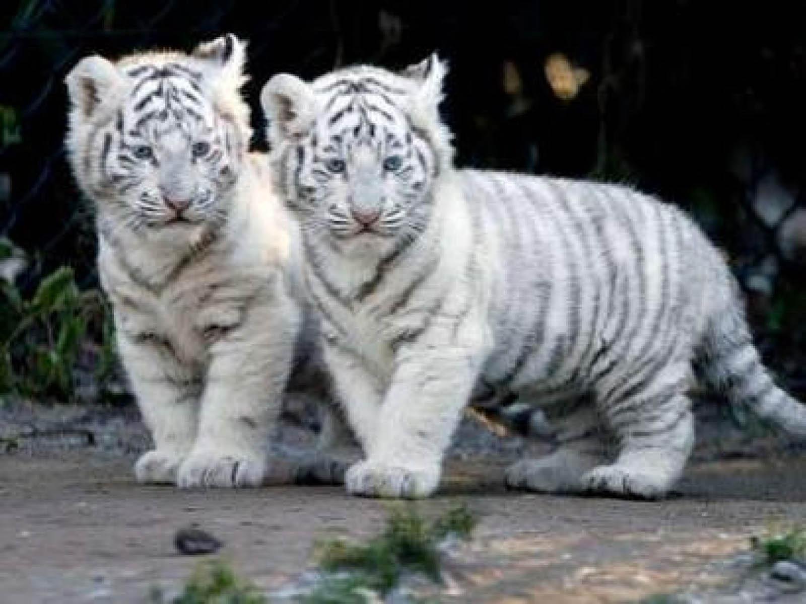 Cute Baby TigersWallpapers