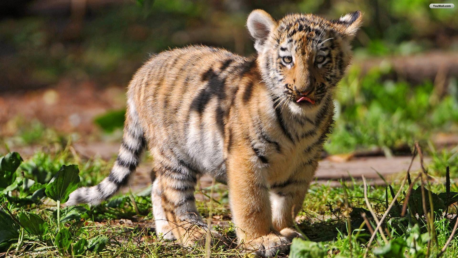 Cute Baby TigersWallpapers