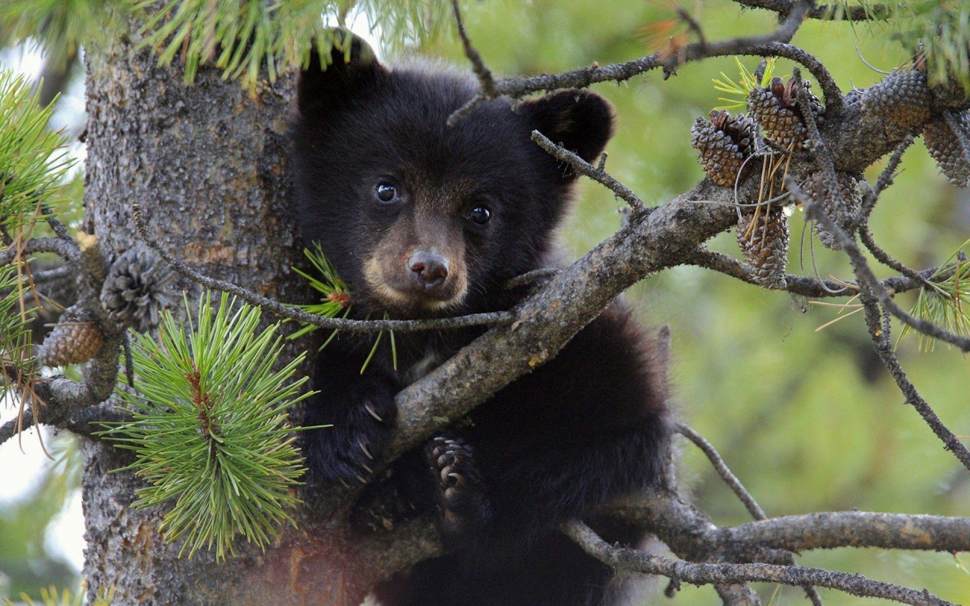 Cute Black Bear Hd Wallpapers