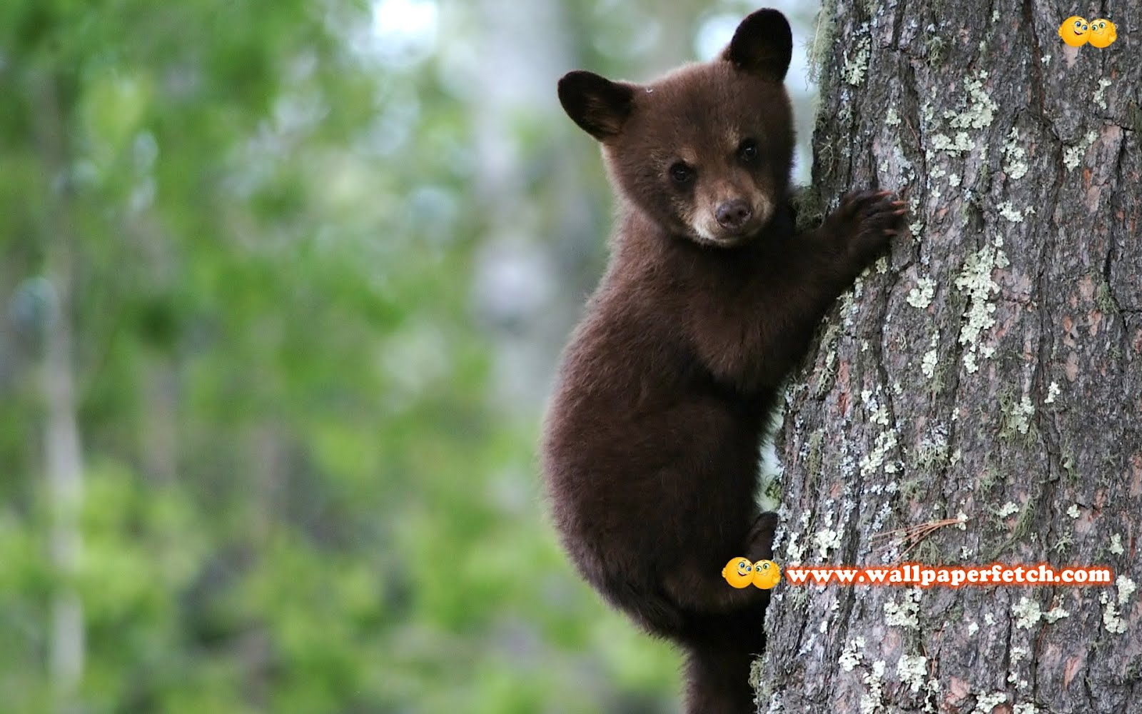 Cute Black Bear Hd Wallpapers