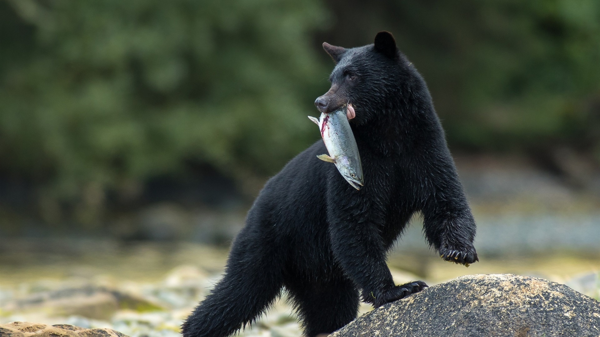 Cute Black Bear Hd Wallpapers