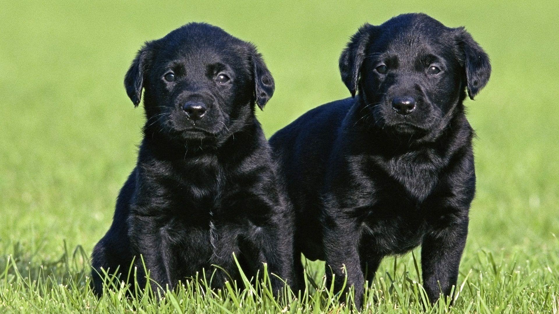 Cute Black Lab PuppiesWallpapers