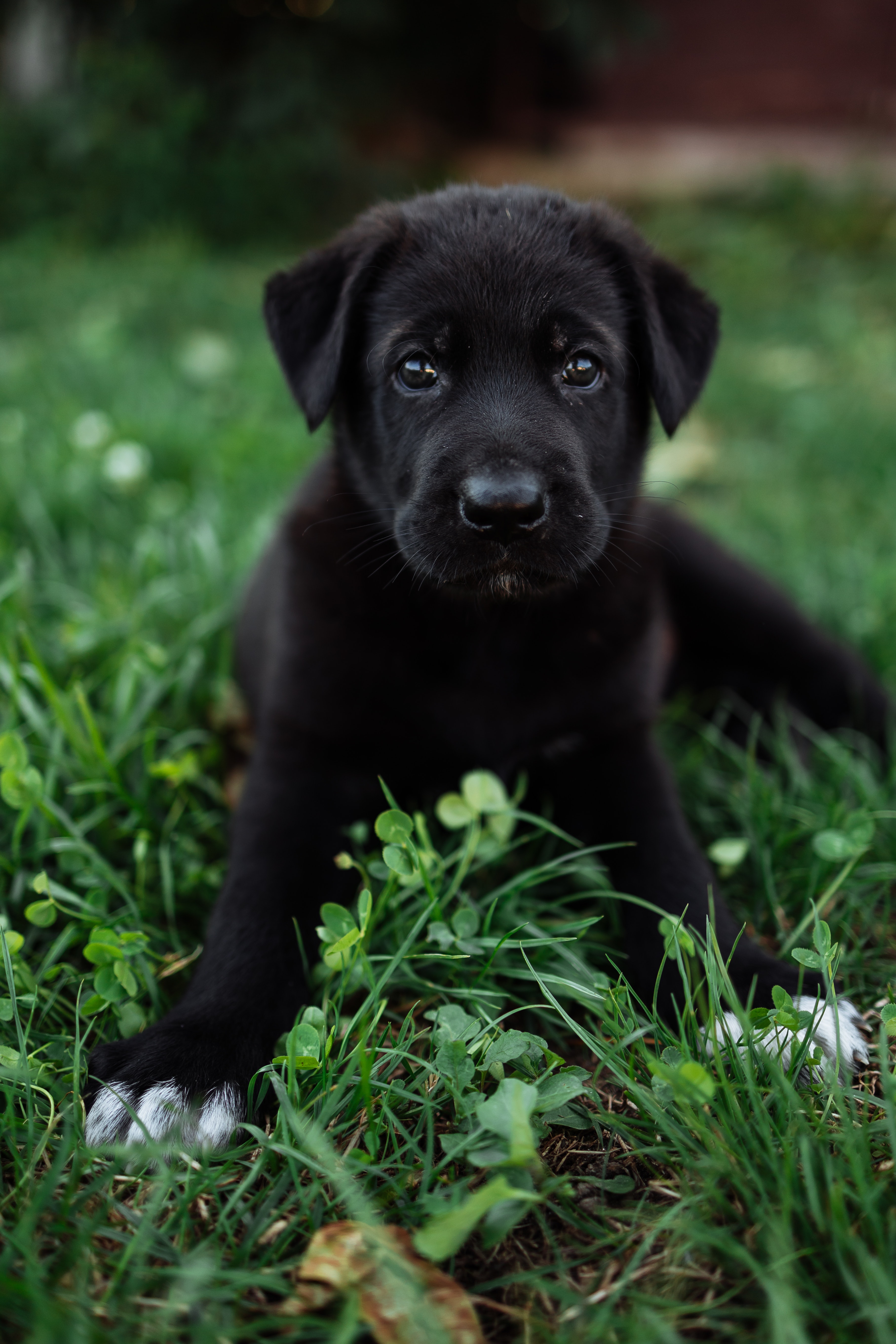 Cute Black Lab PuppiesWallpapers