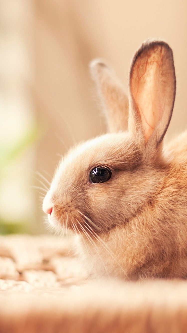 Cute Bunny Iphone Wallpapers