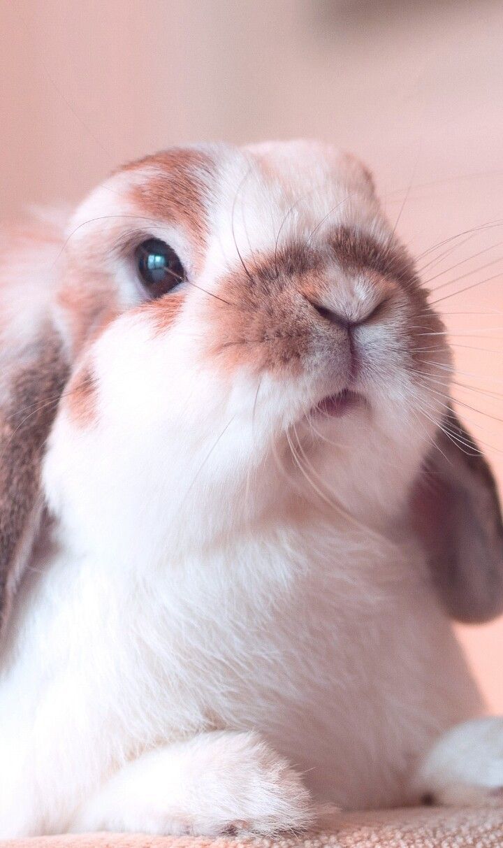 Cute Bunny Iphone Wallpapers