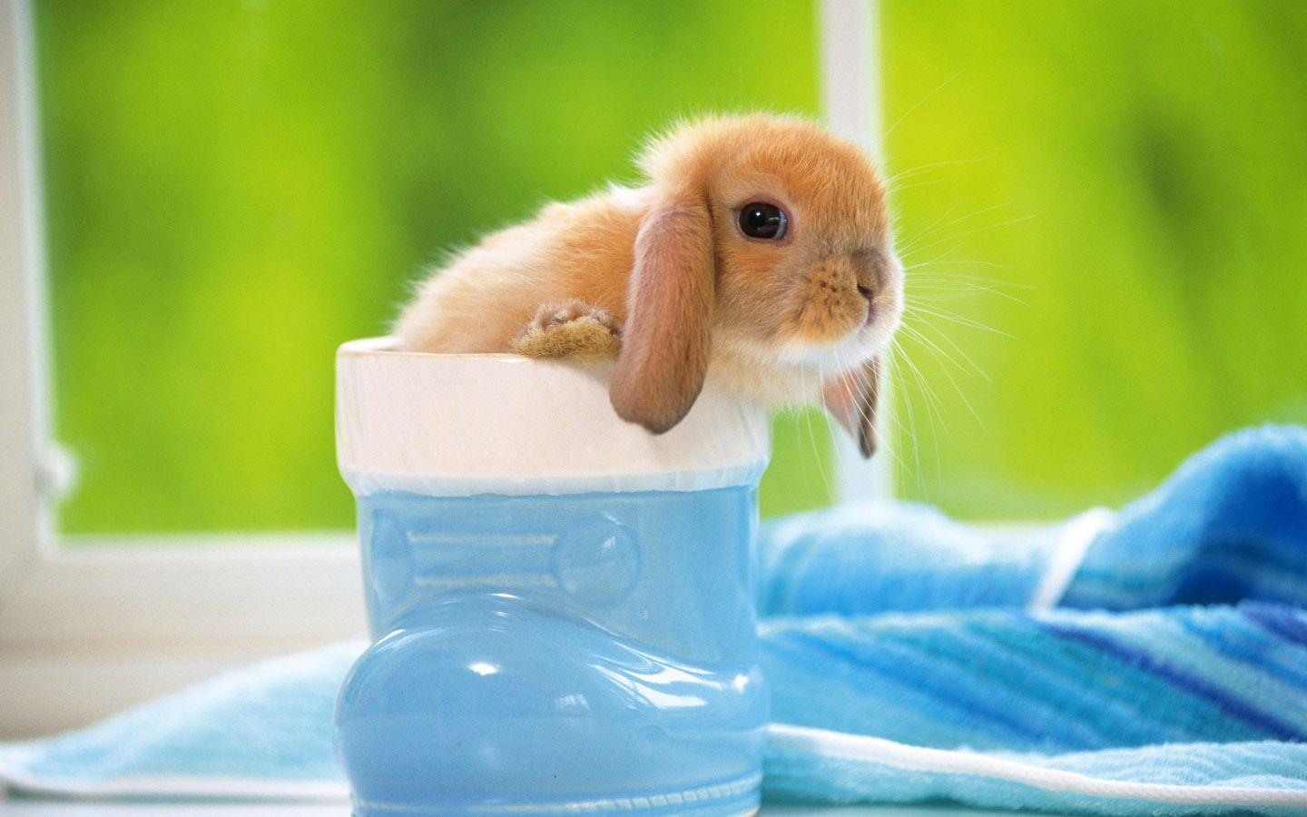 Cute Bunny Iphone Wallpapers