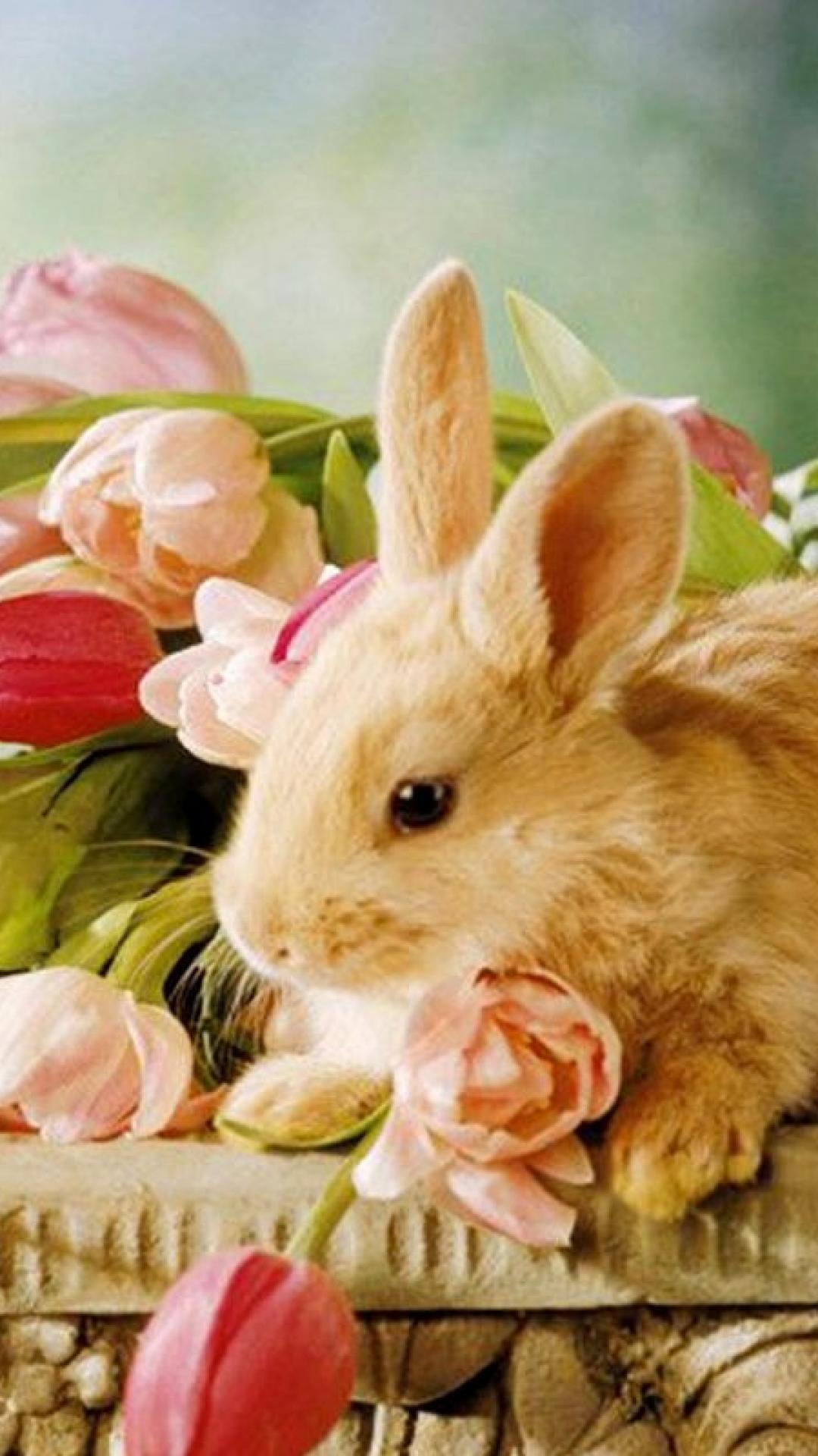 Cute Bunny Iphone Wallpapers