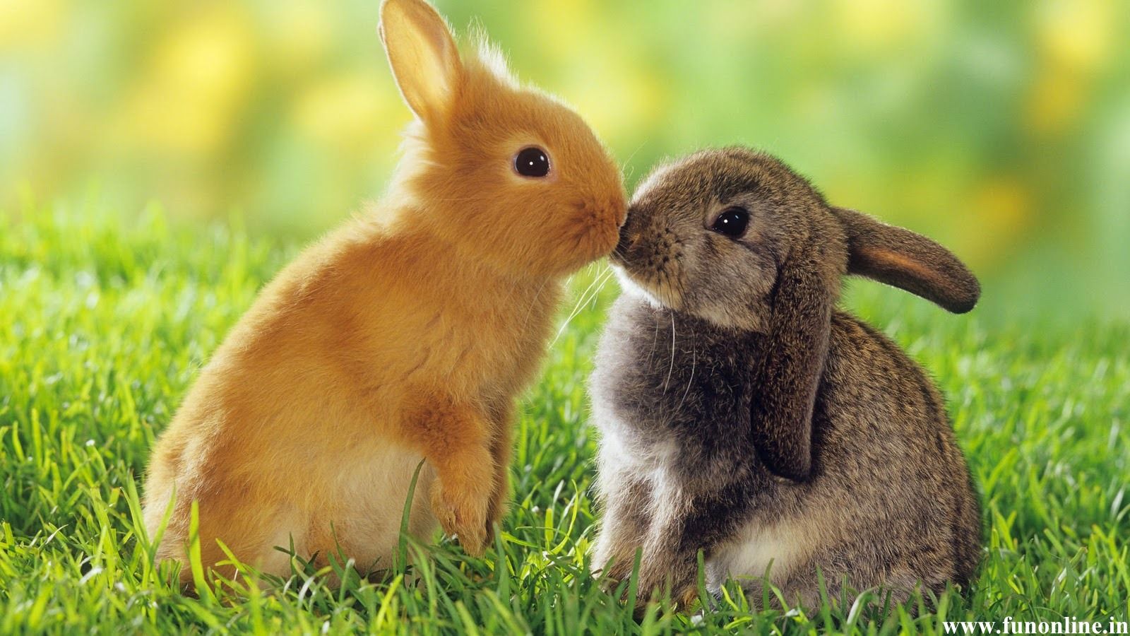 Cute Bunny Rabbits Wallpapers