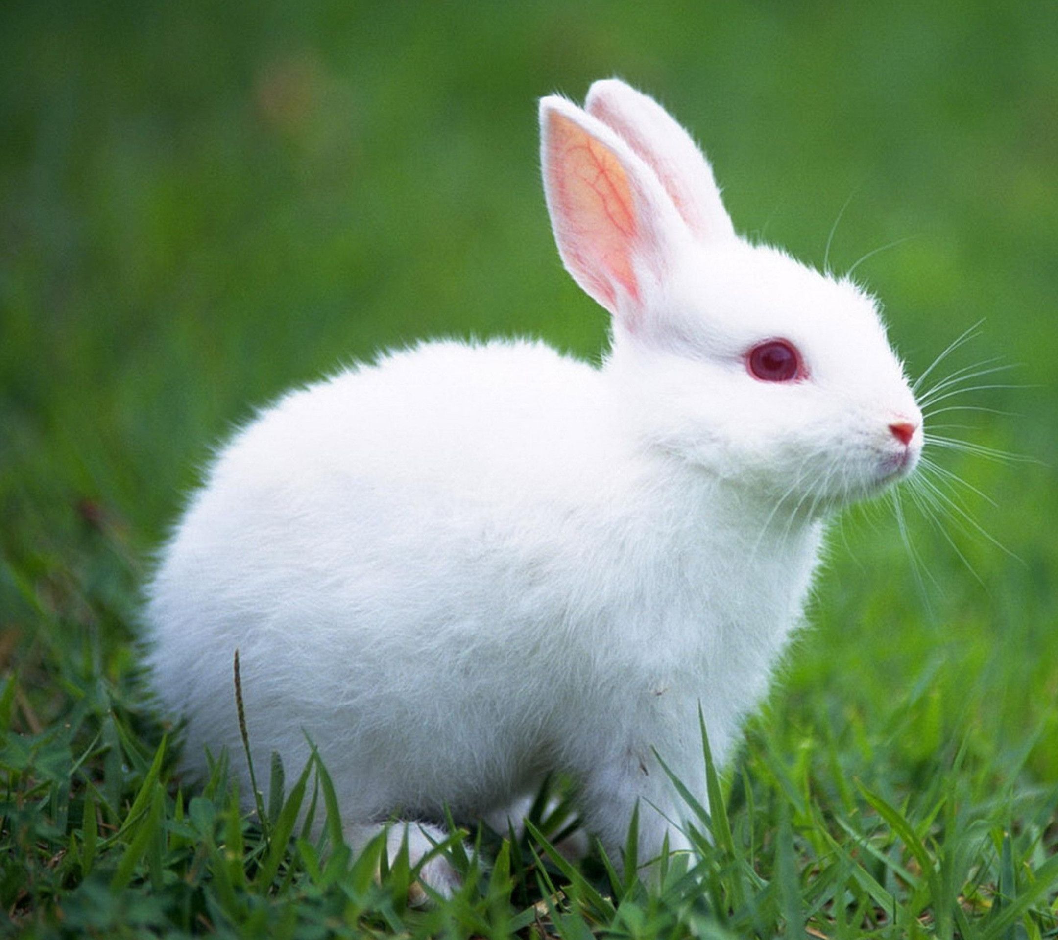 Cute Bunny Rabbits Wallpapers