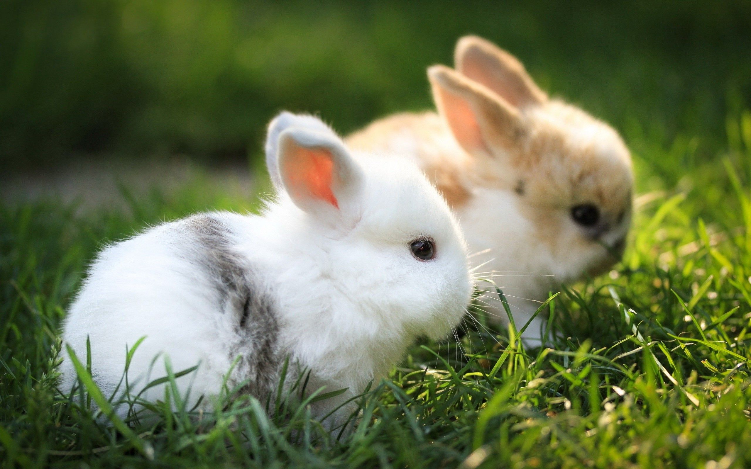 Cute Bunny Rabbits Wallpapers