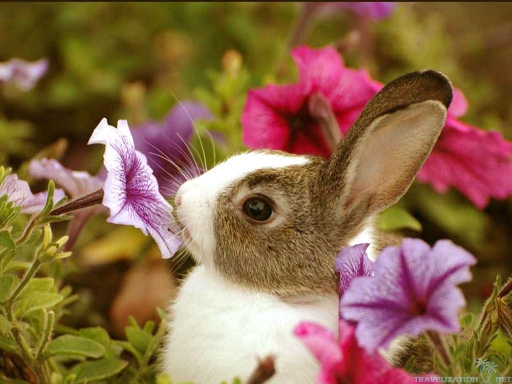 Cute Bunny Rabbits Wallpapers