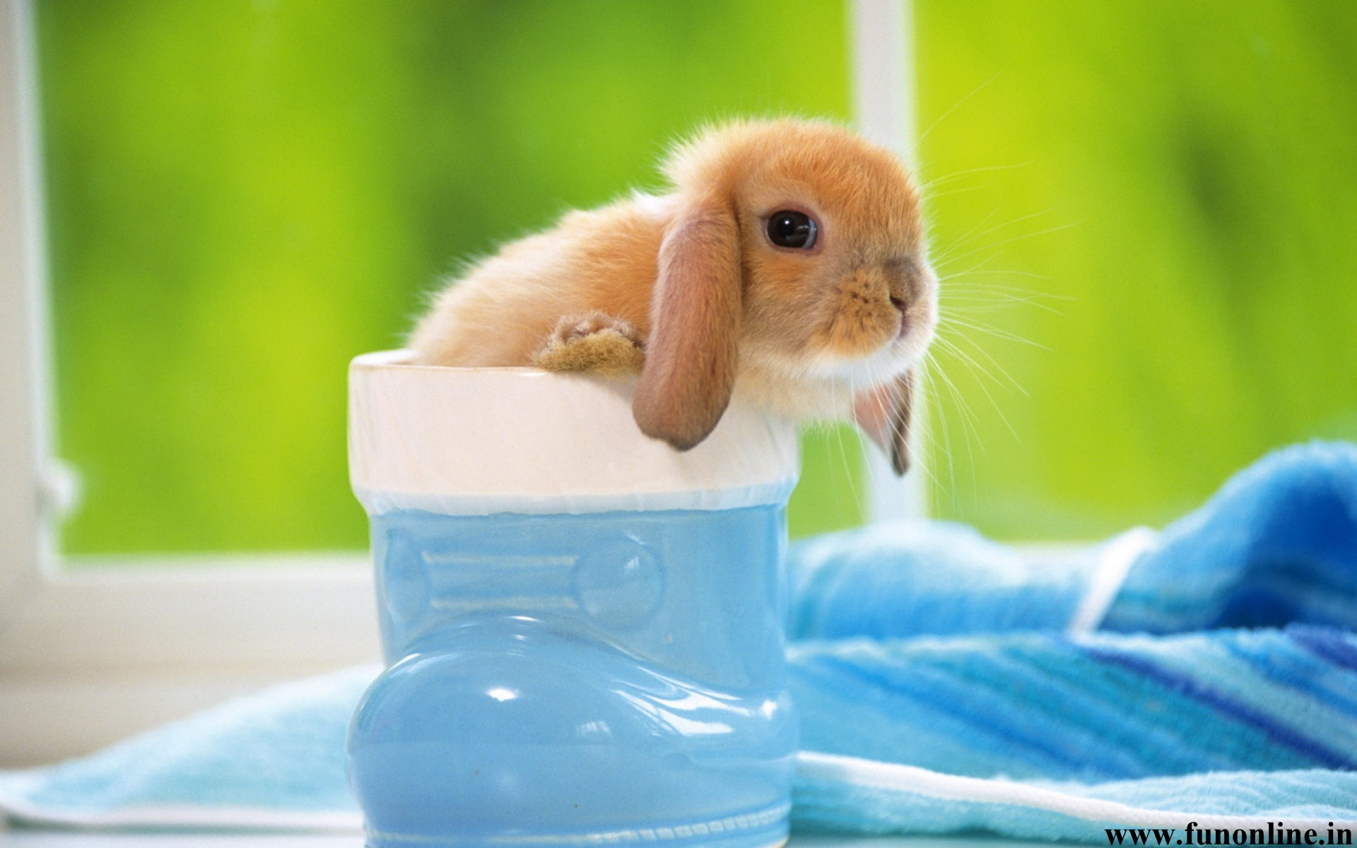 Cute Bunny Rabbits Wallpapers