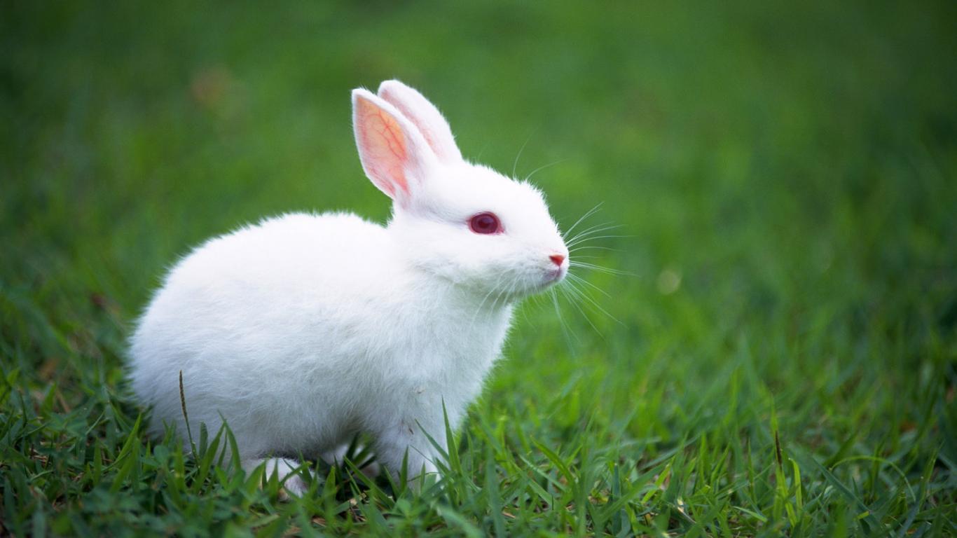 Cute Bunny Rabbits Wallpapers