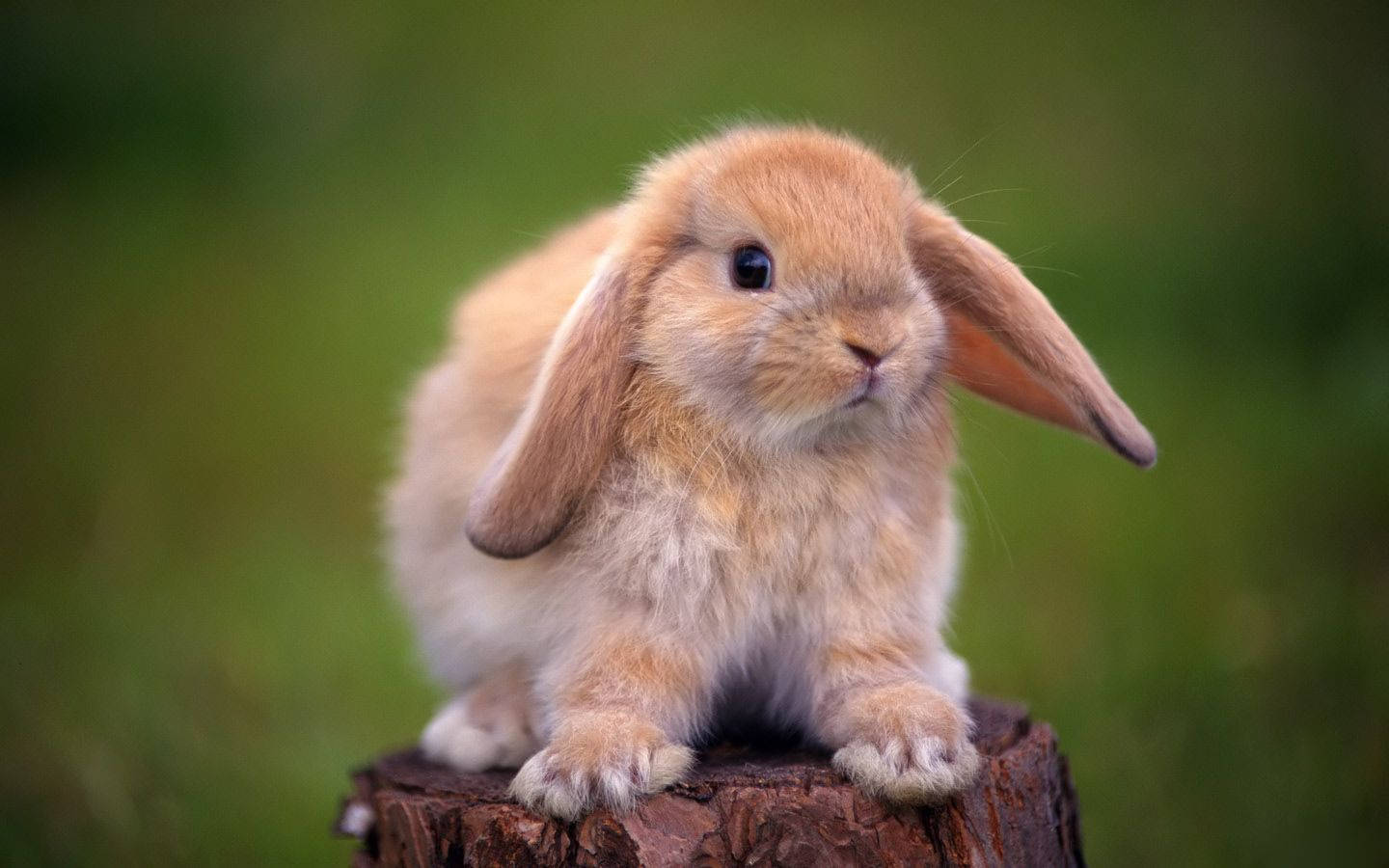 Cute Bunny Rabbits Wallpapers