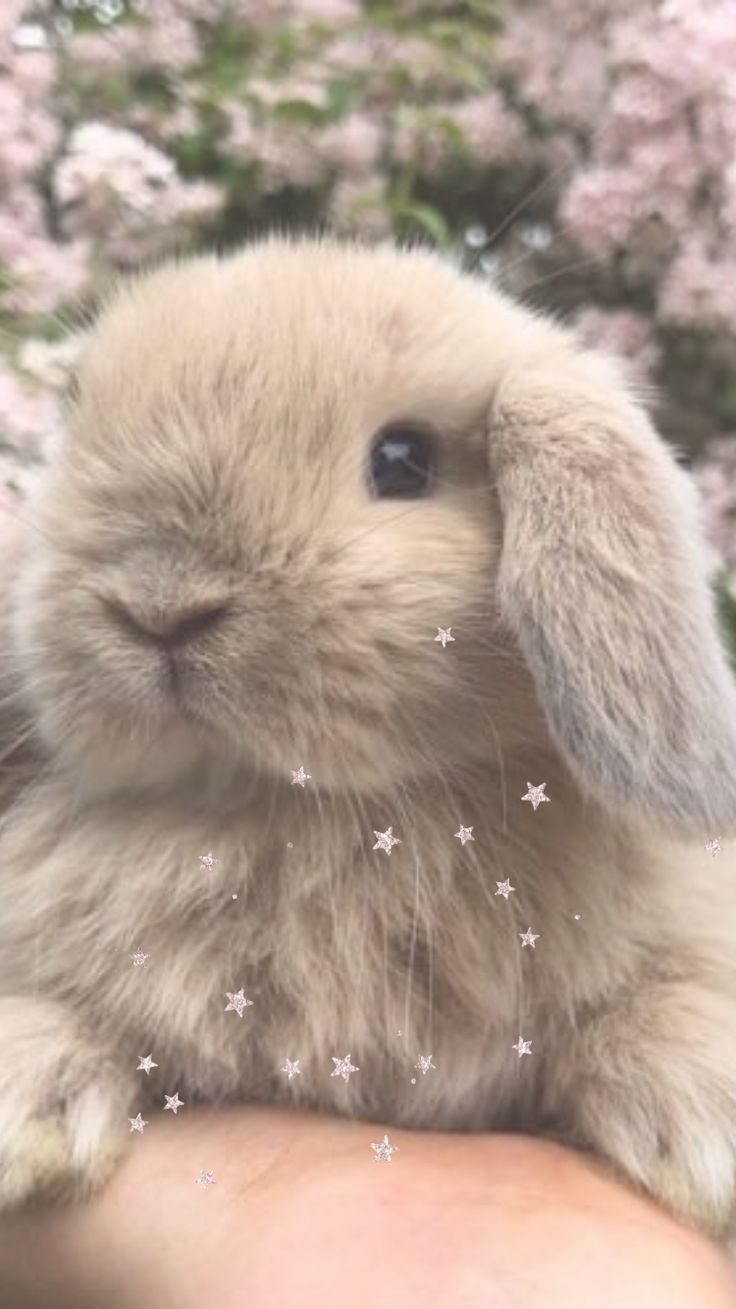 Cute Bunny Rabbits Wallpapers