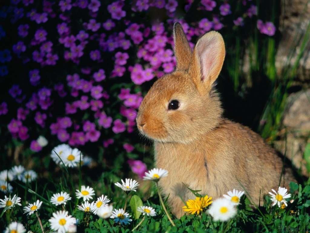 Cute Bunny Rabbits Wallpapers