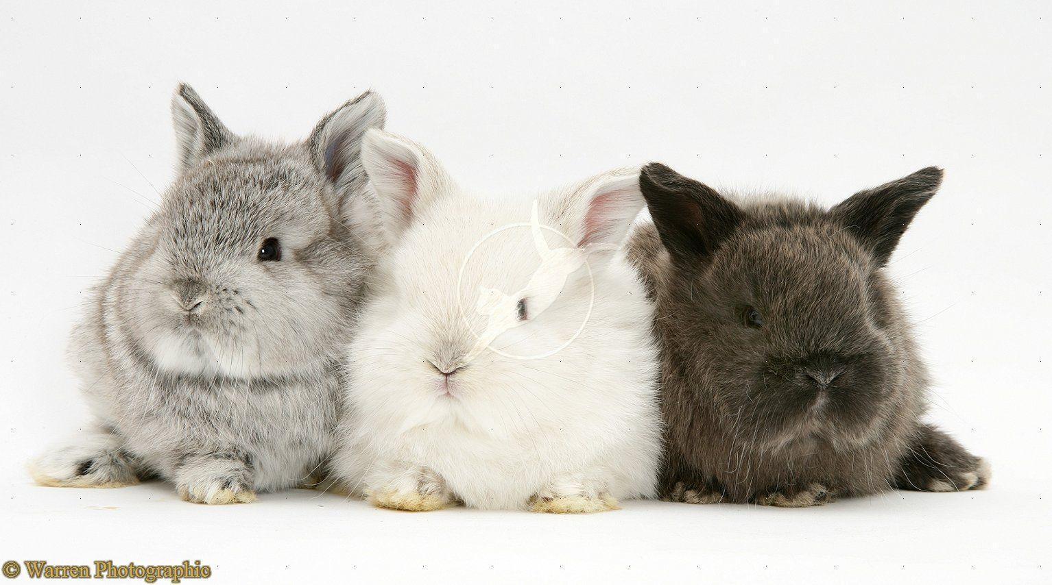 Cute Bunny Rabbits Wallpapers