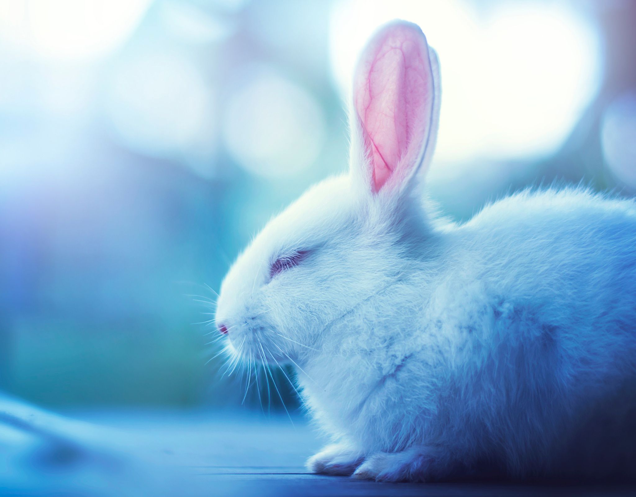 Cute Bunny Rabbits Wallpapers