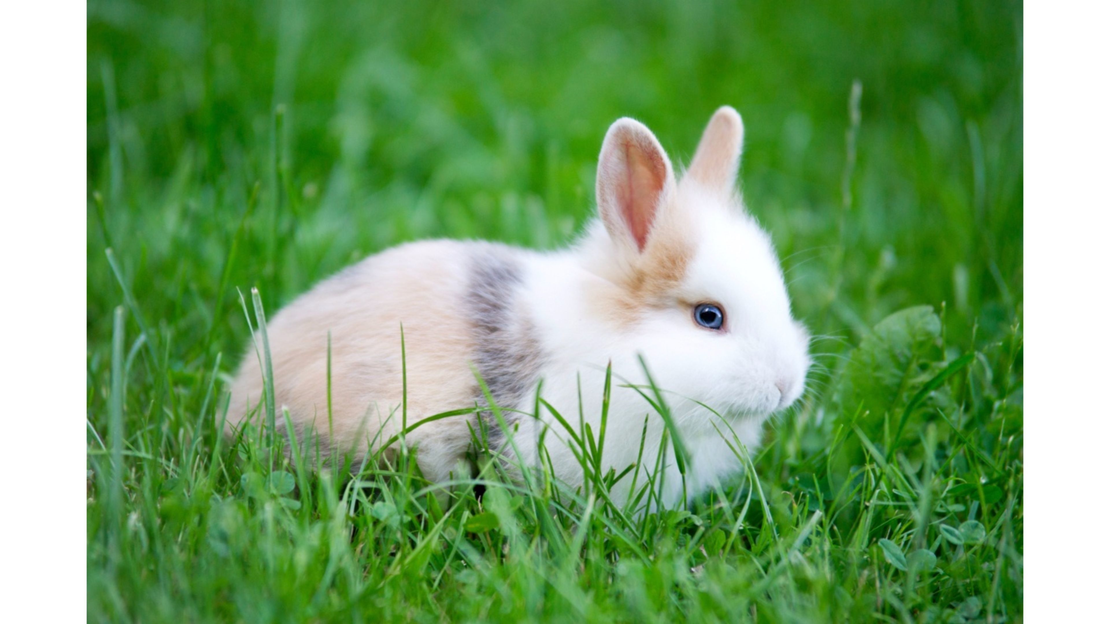 Cute Bunny Rabbits Wallpapers