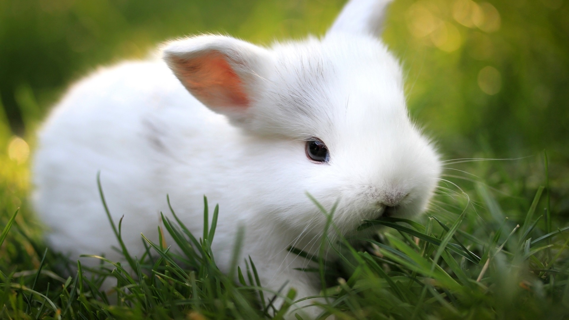 Cute Bunny Rabbits Wallpapers