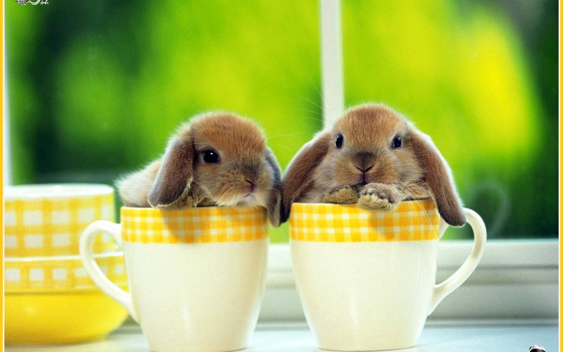 Cute Bunny Rabbits Wallpapers