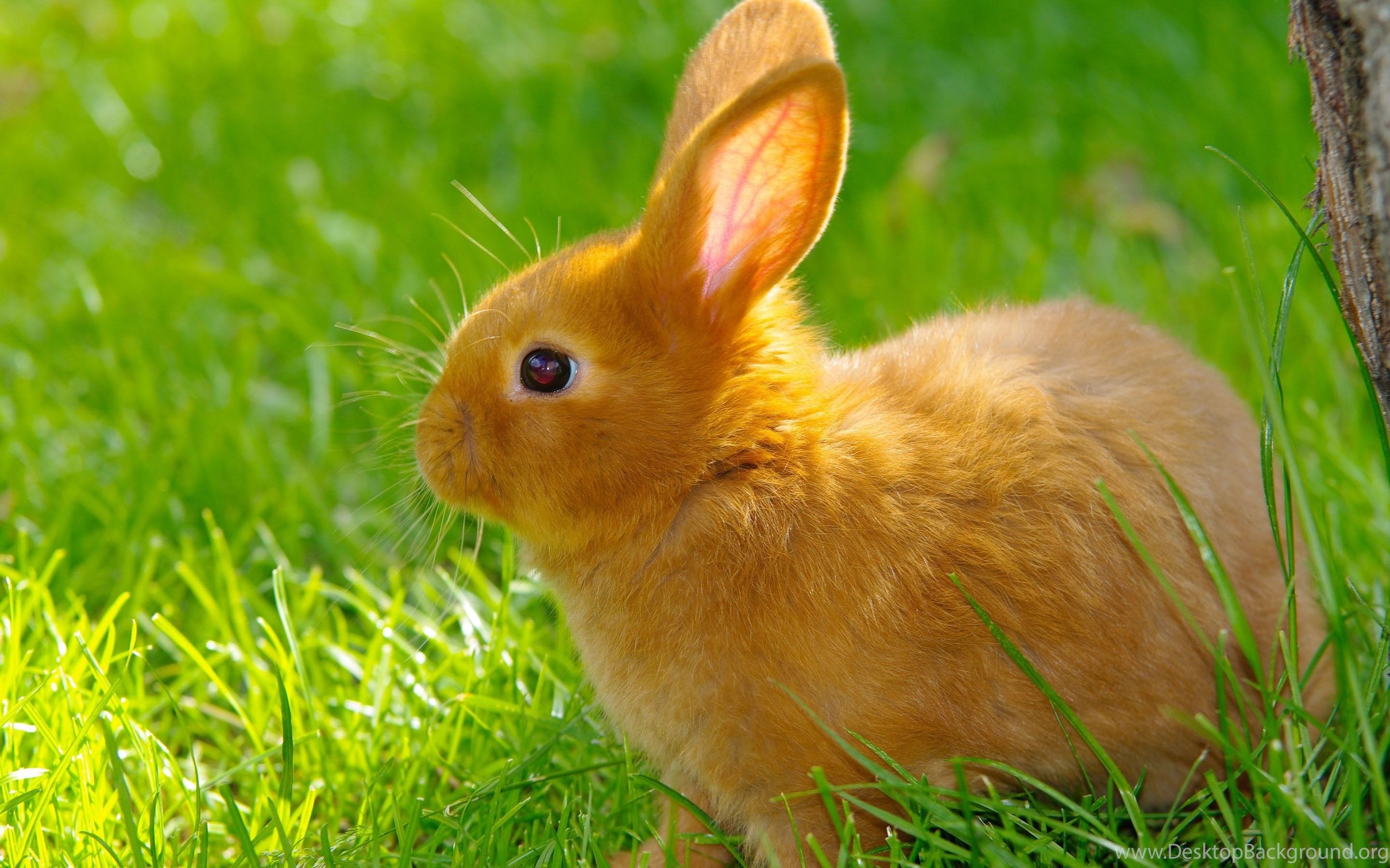 Cute Bunny Rabbits Wallpapers