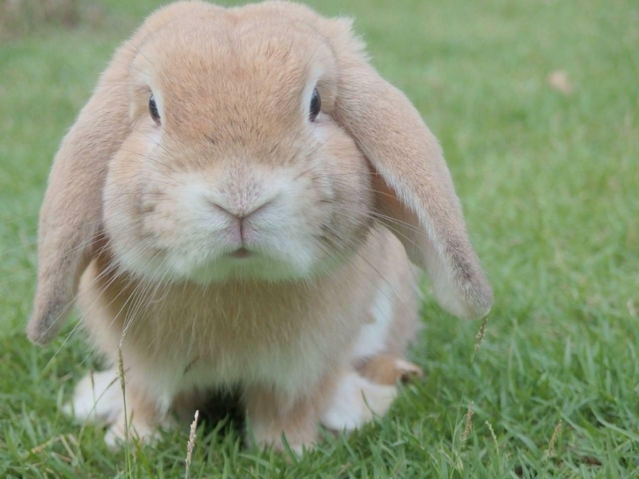 Cute Bunny Rabbits Wallpapers