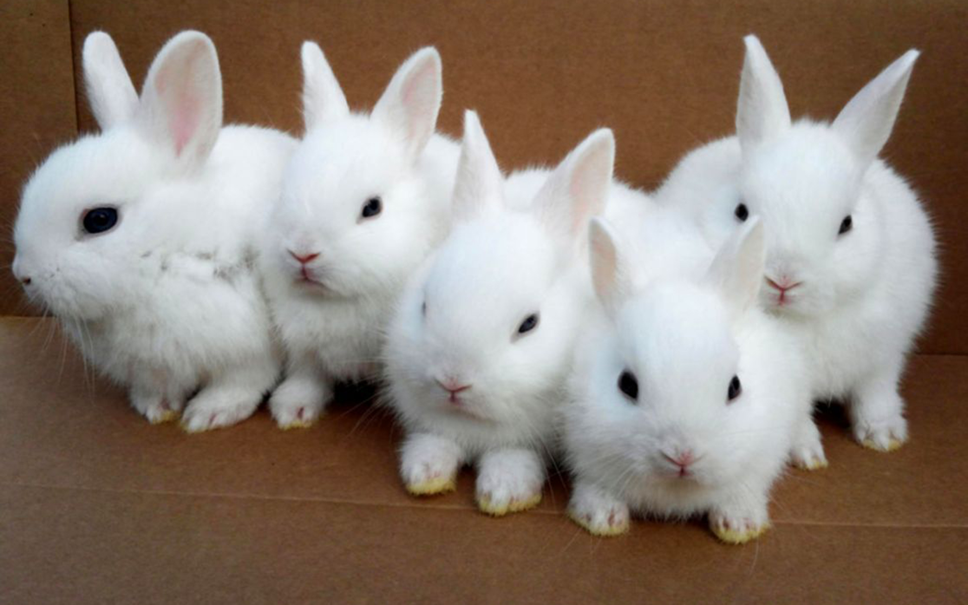 Cute Bunny Rabbits Wallpapers