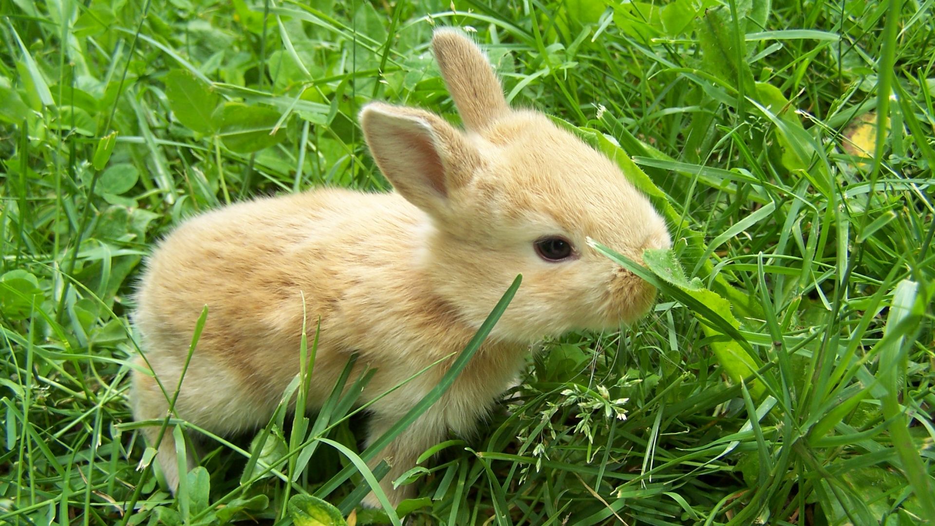 Cute Bunny Rabbits Wallpapers