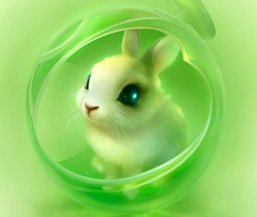 Cute Bunny Rabbits Wallpapers