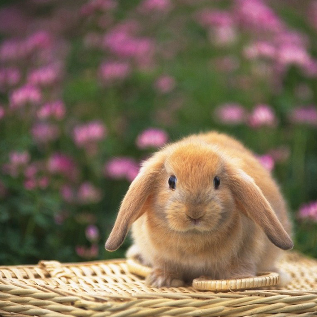 Cute BunnyWallpapers