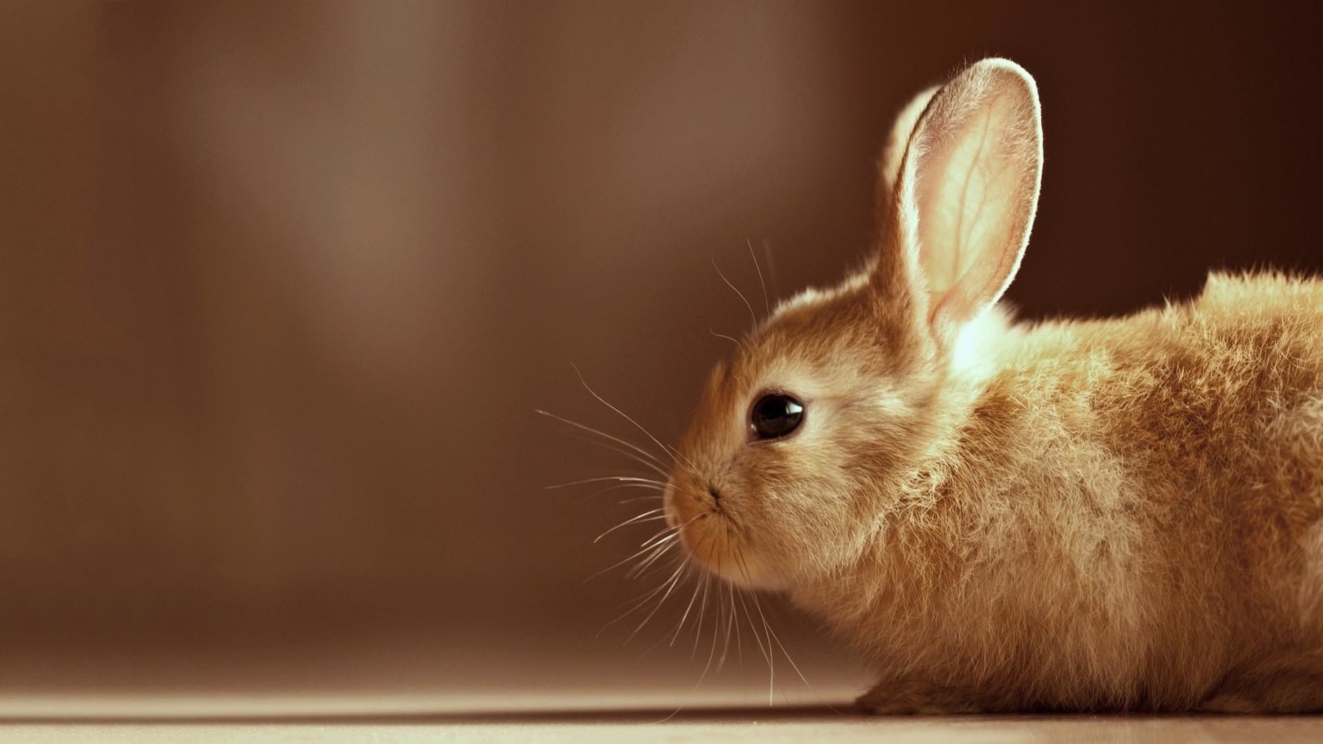 Cute BunnyWallpapers