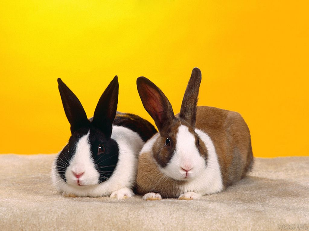 Cute BunnyWallpapers