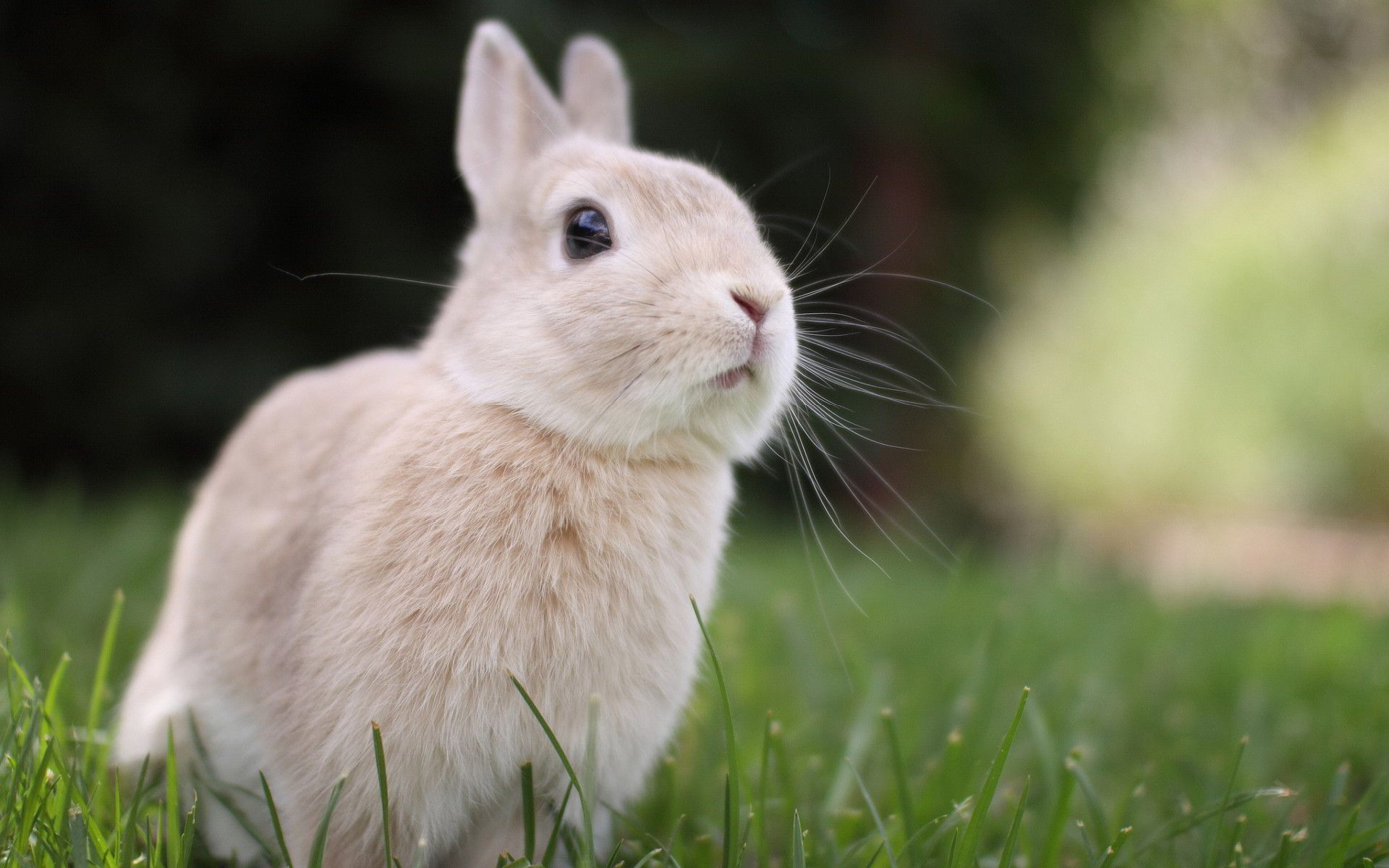 Cute BunnyWallpapers