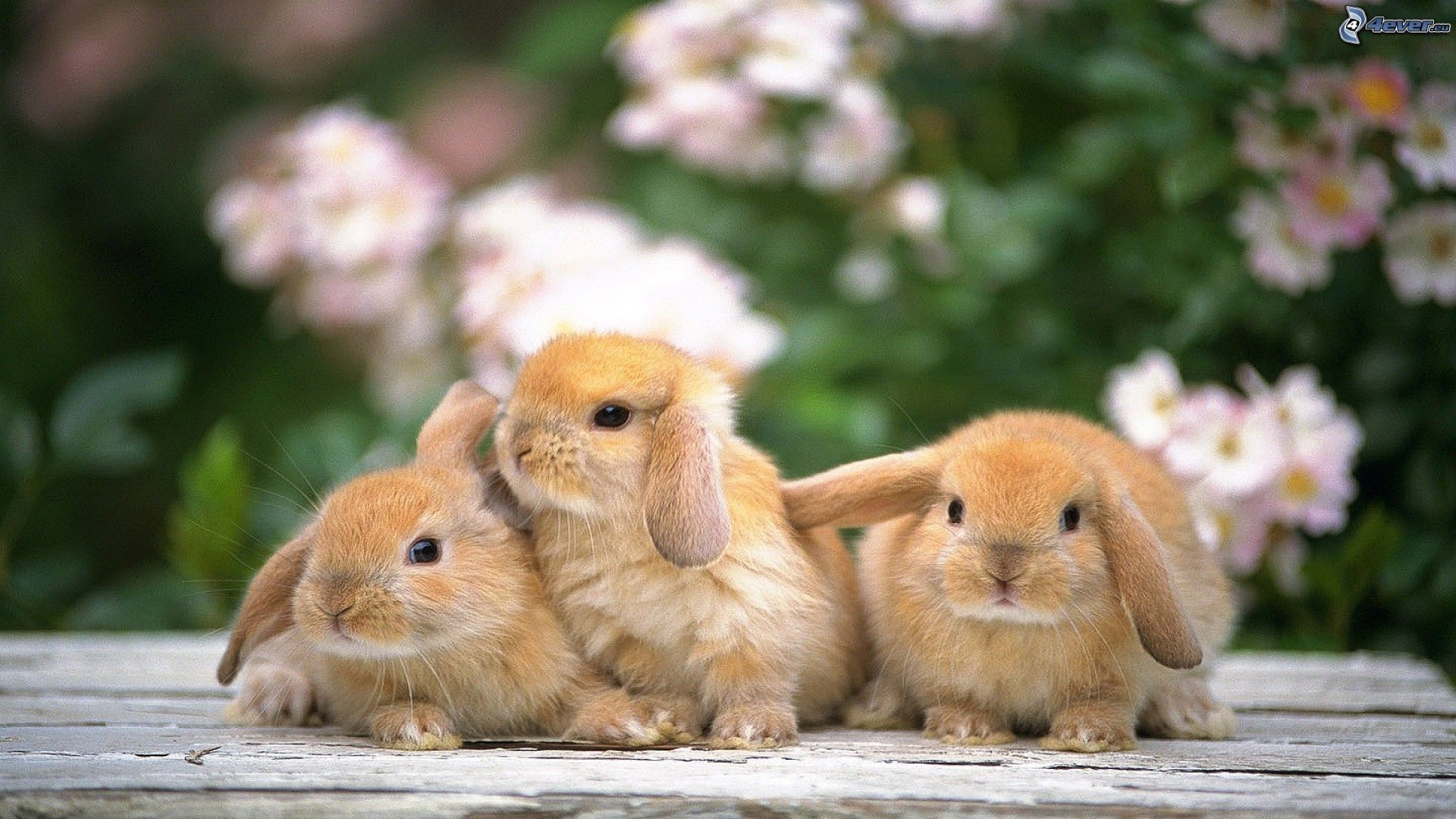 Cute BunnyWallpapers