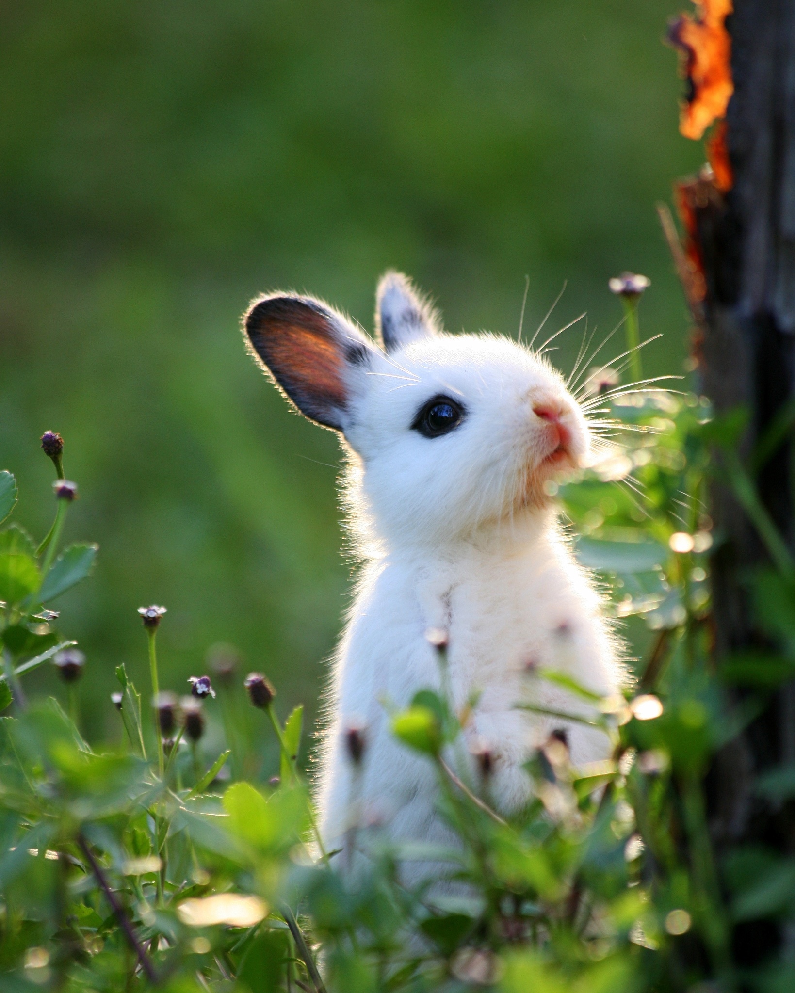 Cute BunnyWallpapers