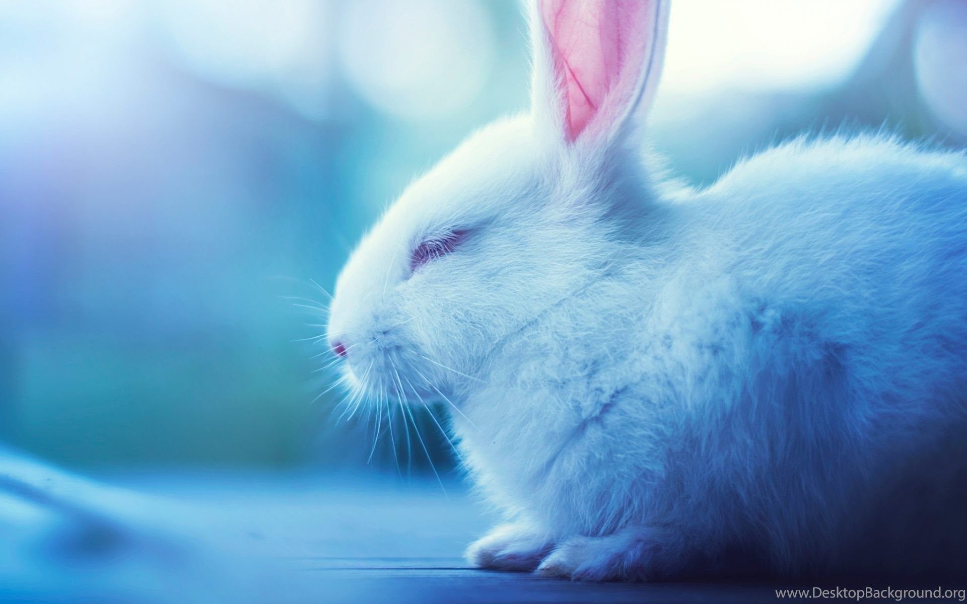 Cute BunnyWallpapers