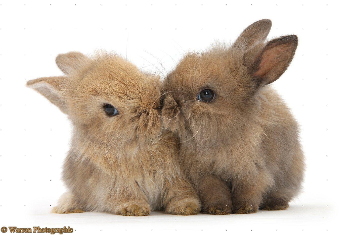 Cute BunnyWallpapers