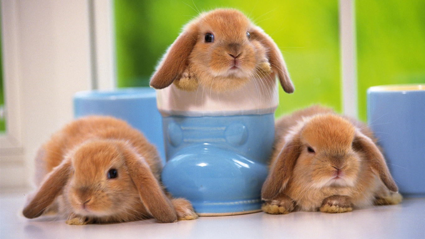 Cute BunnyWallpapers