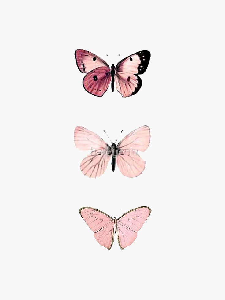 Cute Butterfly Baby PinkWallpapers