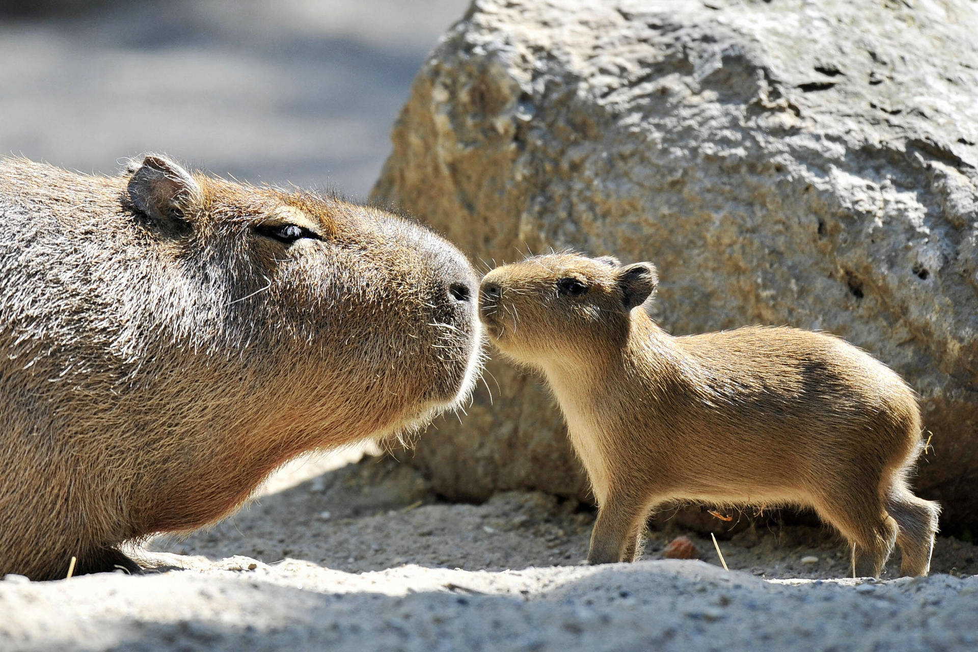 Cute Capybara Wallpapers