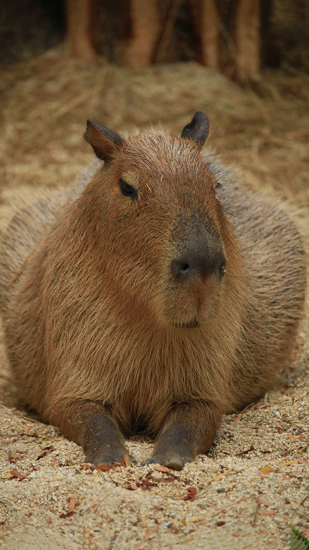 Cute Capybara Wallpapers