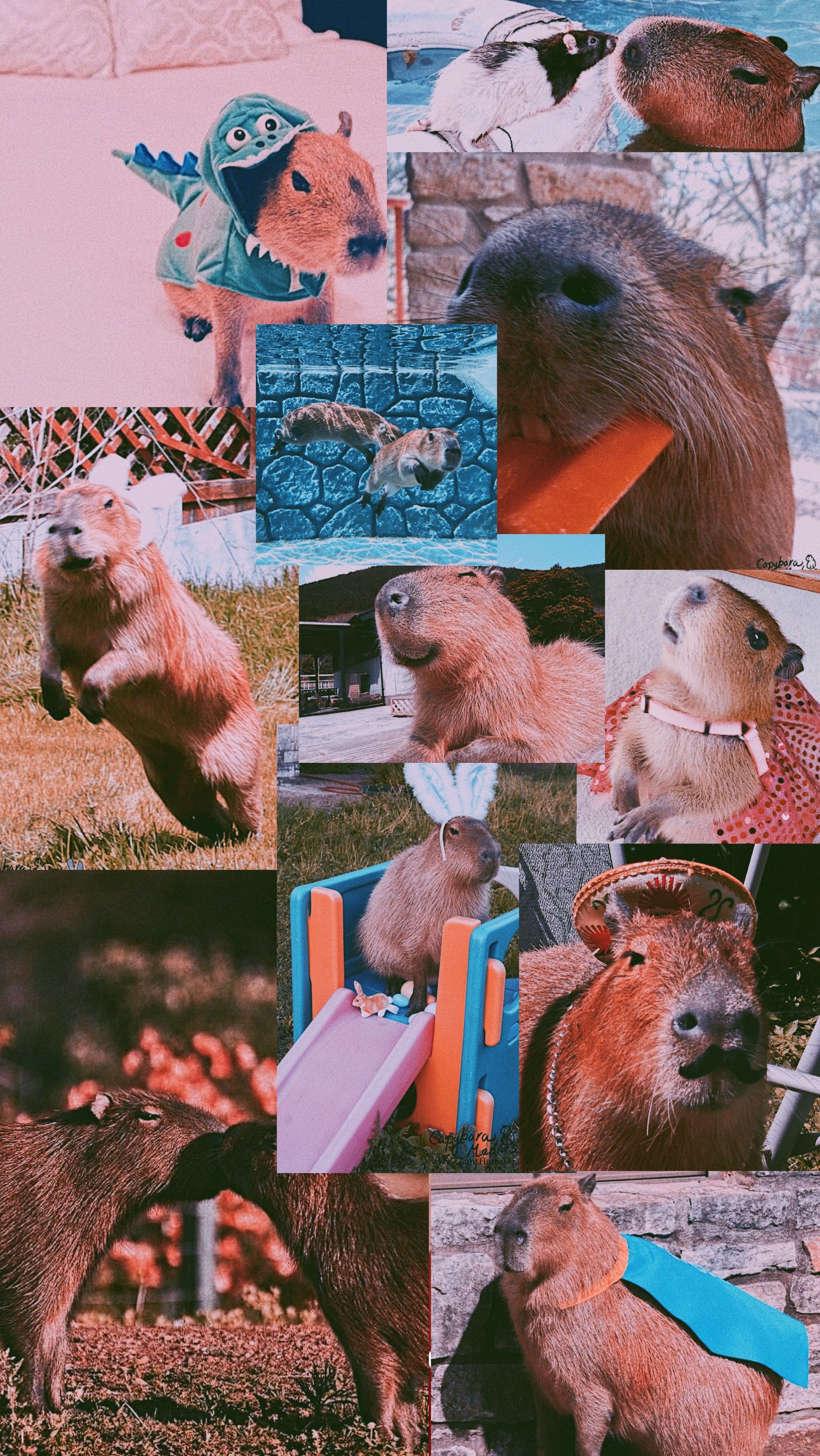 Cute Capybara Wallpapers