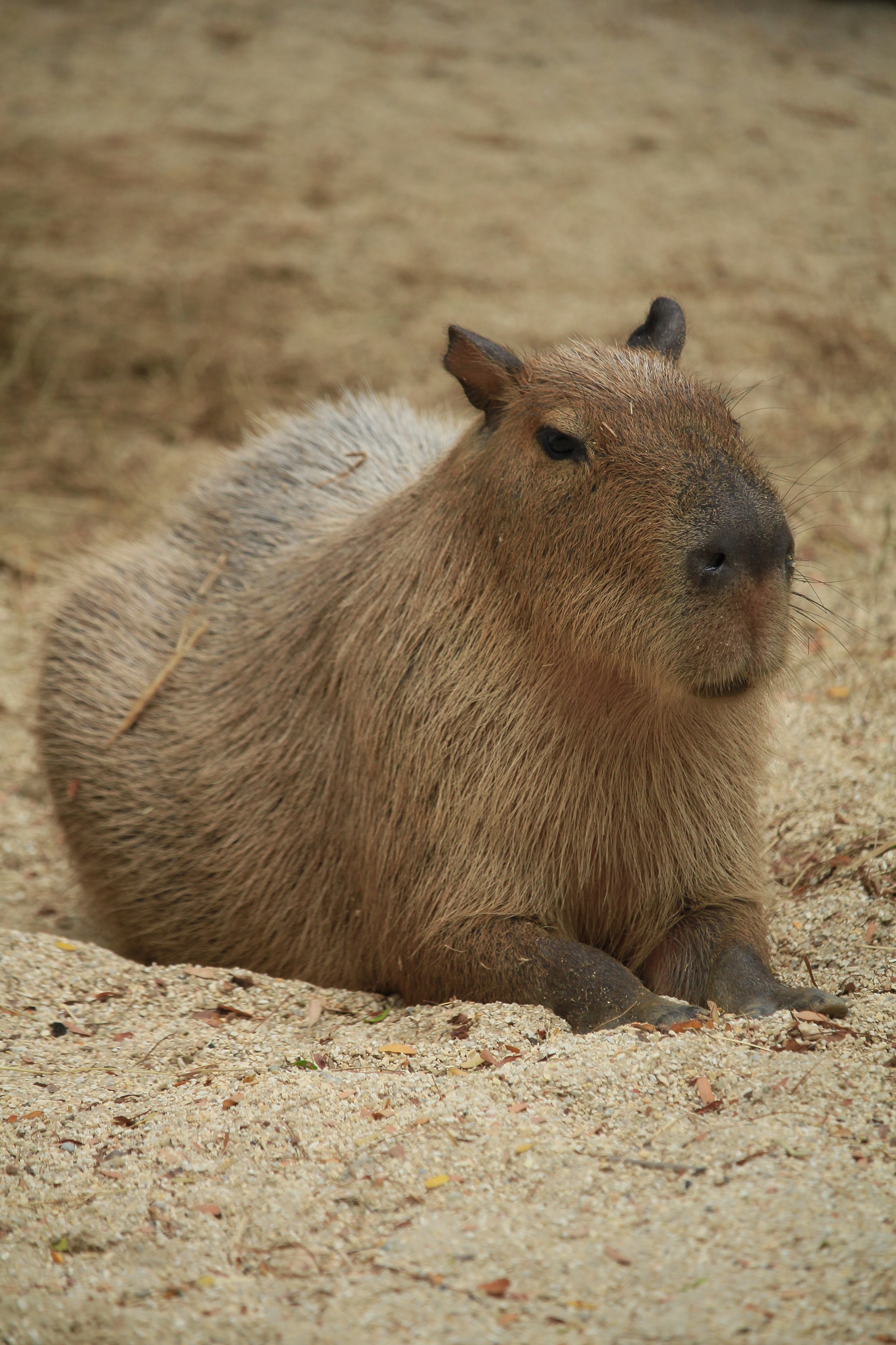 Cute Capybara Wallpapers