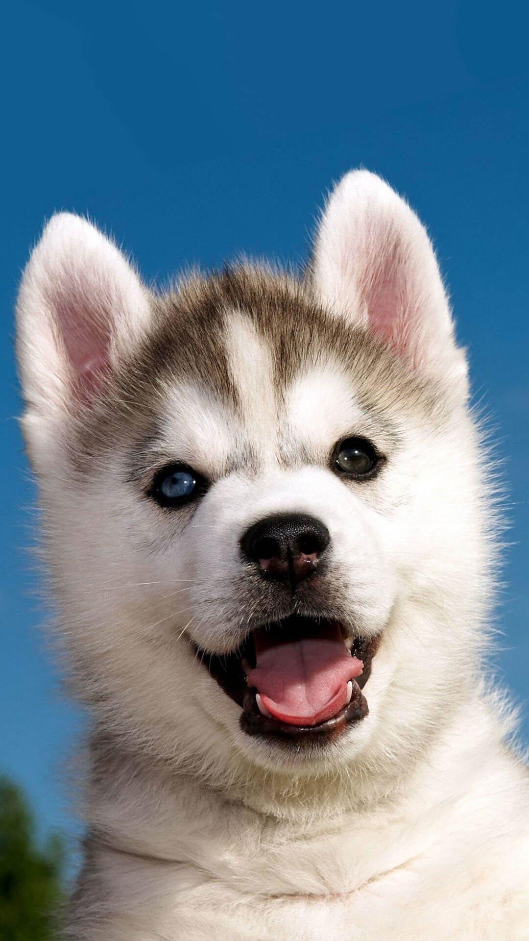 Cute Cartoon Puppy Wallpapers