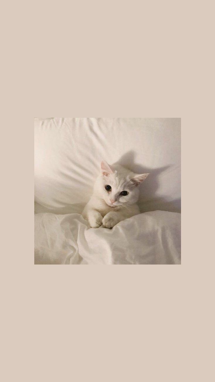 Cute Cat Aesthetic Wallpapers