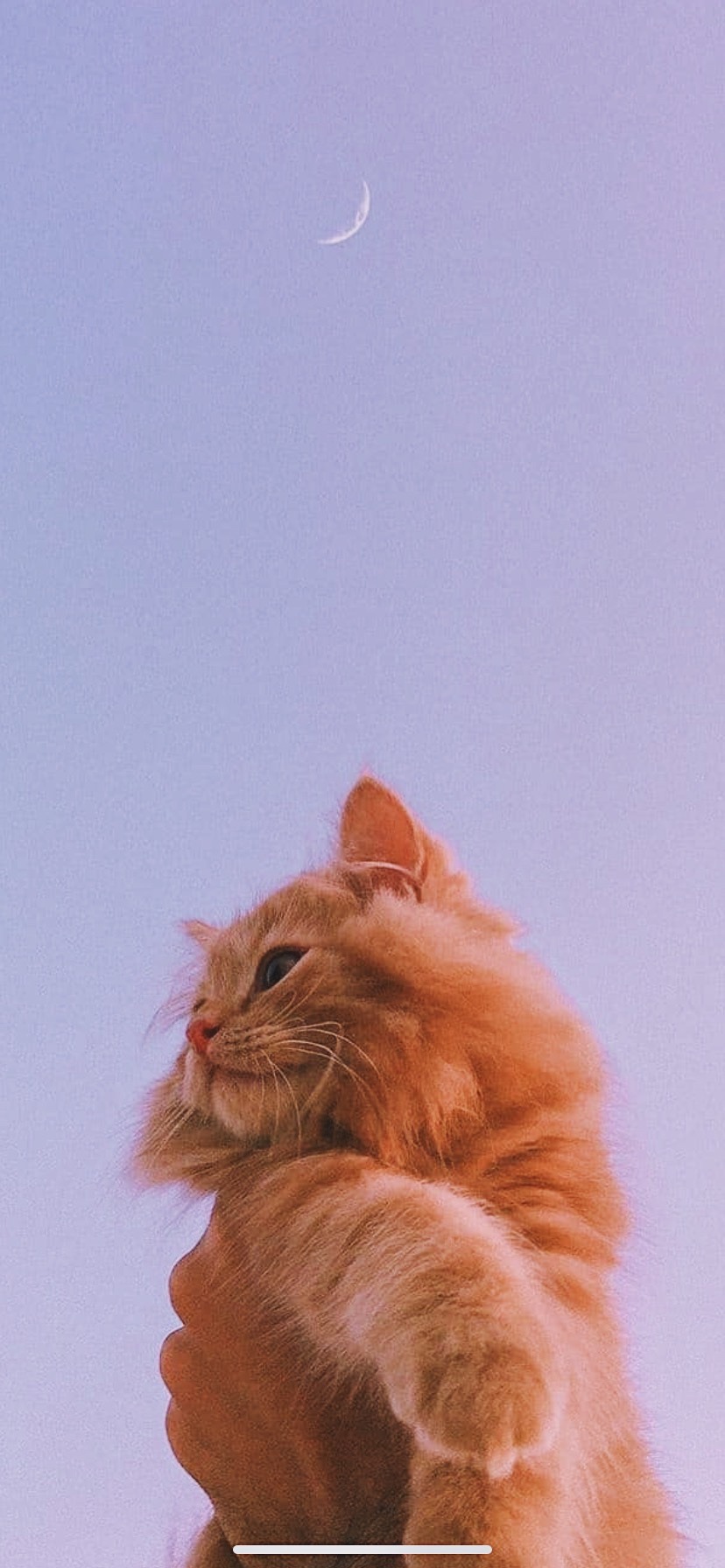 Cute Cat Aesthetic Wallpapers