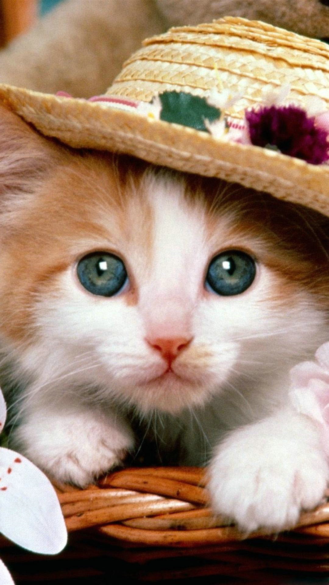 Cute Cat Hd IphoneWallpapers